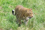 Rajasthan Hotels, Bassi Hotels