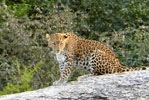 Rajasthan Hotels
