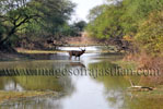 Hotels in Bharatpur