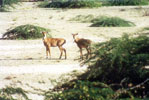 gajner rajasthan india, gajnerhotels, hotelsgajner, tariff of gajner hotels, economy hotels gajner