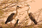 Jaisamand Rajasthan Hotels, Jai Samand Hotels