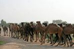 Hotels Rajasthan Luni