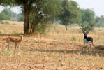 Hotels in Rajasthan India