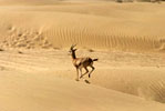 Images of Manvar Resort Rajasthan India