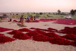Desert Camp in Manvar Rajasthan India