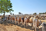 Hotels in Rajasthan