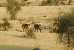 nimaj rajasthan india, nimajhotels, hotelsnimaj, tariff of nimaj hotels, economy hotels nimaj