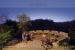 Images of Aranyawas Ranakpur: image 2 0f 7 thumb