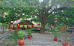 Images of Maharani Bagh Orchard Retreat Ranakpur: image 2 0f 9 thumb