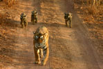 Economy Hotels in Ranthambhore India