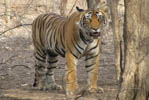 Hotels in Ranthambhore India