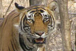 Hotels of Ranthambhore Rajasthan India