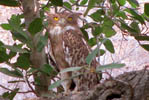 Hotels Rajasthan Ranthambhore