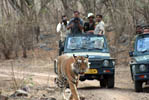 Ranthambhore Hotels