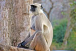 Hotels in Rajasthan India