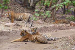 Ranthambhore Hotels Images