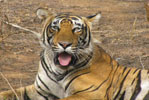 Hotels Ranthambhore India