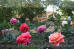 Images of Rohet Garh: image 4 0f 9 thumb