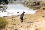 Hotels in Sariska Alwar Rajasthan India