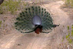 Hotels of Sariska with Tariff & Images