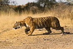 Sariska Hotels